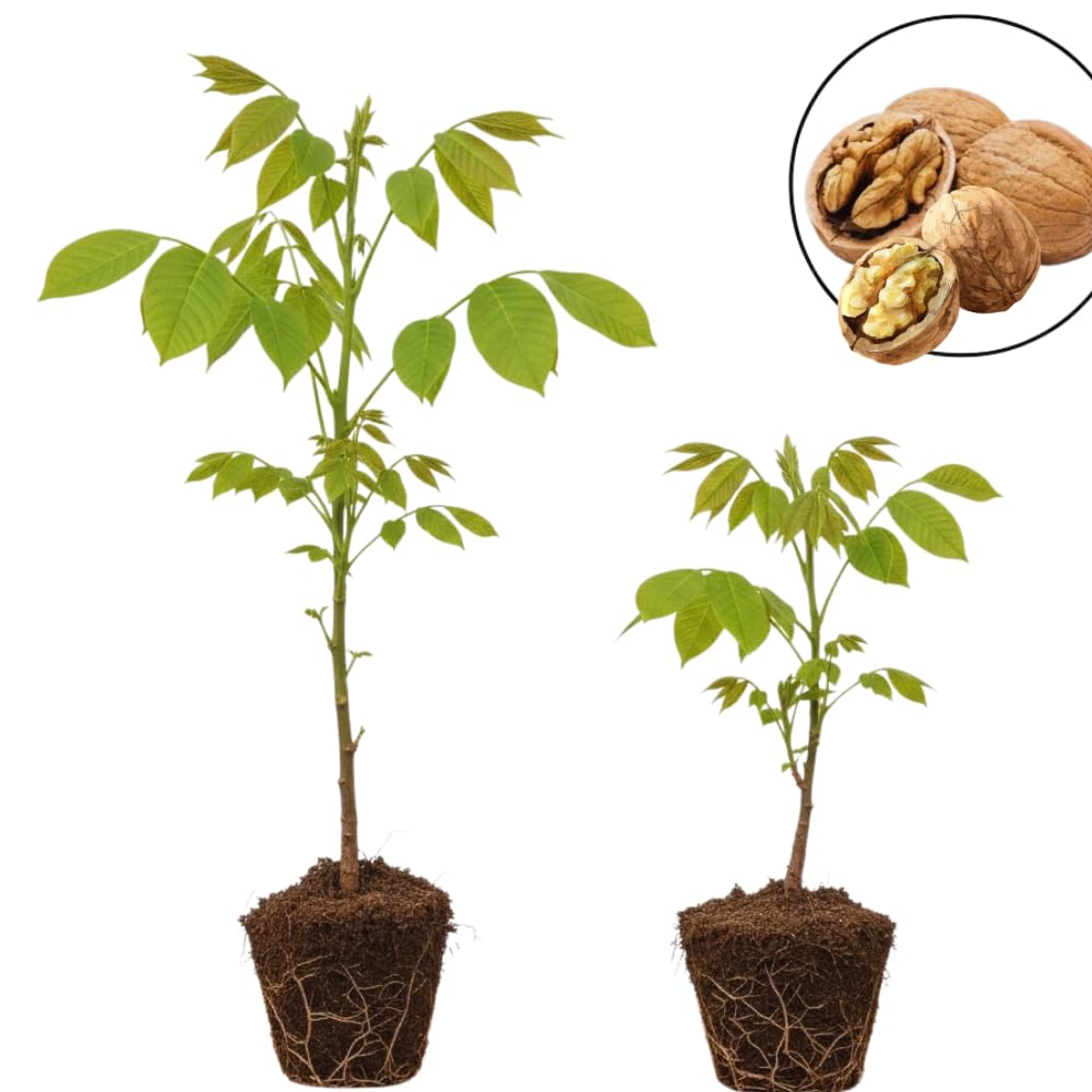 2 Black Walnut Tree Plants Live Bare Root, 12–17 Inch Tall Fast Growing Walnut Trees for Outdoor Planting, Hardy Live Nut Tree Starter