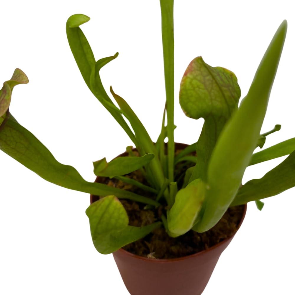 BubbleBlooms Sweet Pitcher Plant, Carnivorous Plant, Sarracenia rubra Walter pitcherplant