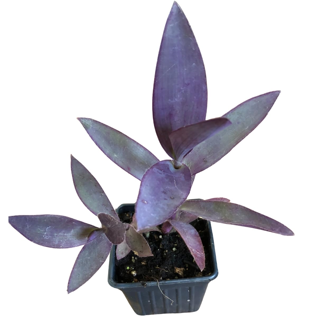 Organic Purple Heart Plant, Tradescantia pallida, Live Plant in 3-inch Pot - Purple House Plant with Magenta Flowers, Easy to Grow, Drought-Resistant by Smoke Camp Crafts