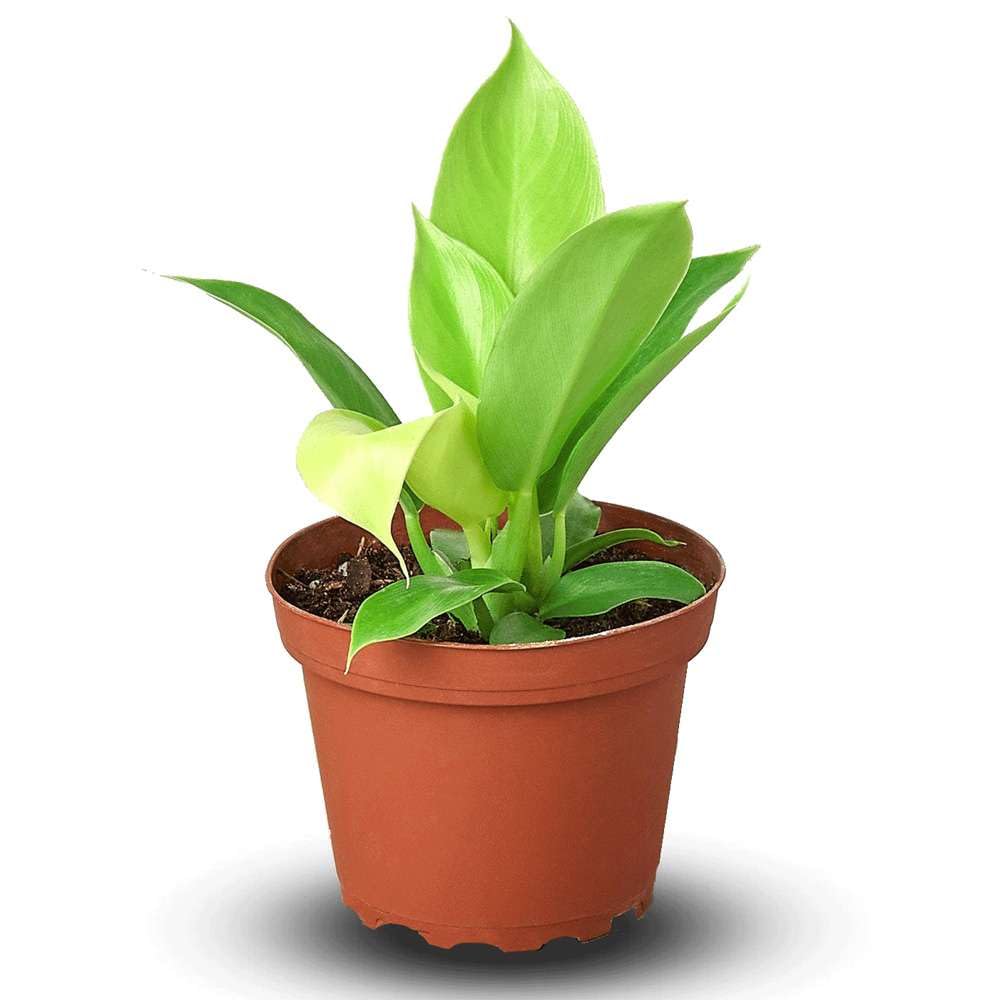 Philodendron Moonlight Live Plant for Indoor | Different Houseplants in 4'' & 6'' Pot | Real House Plant for Living Room, Office, Desk & Bathroom | Moonlight