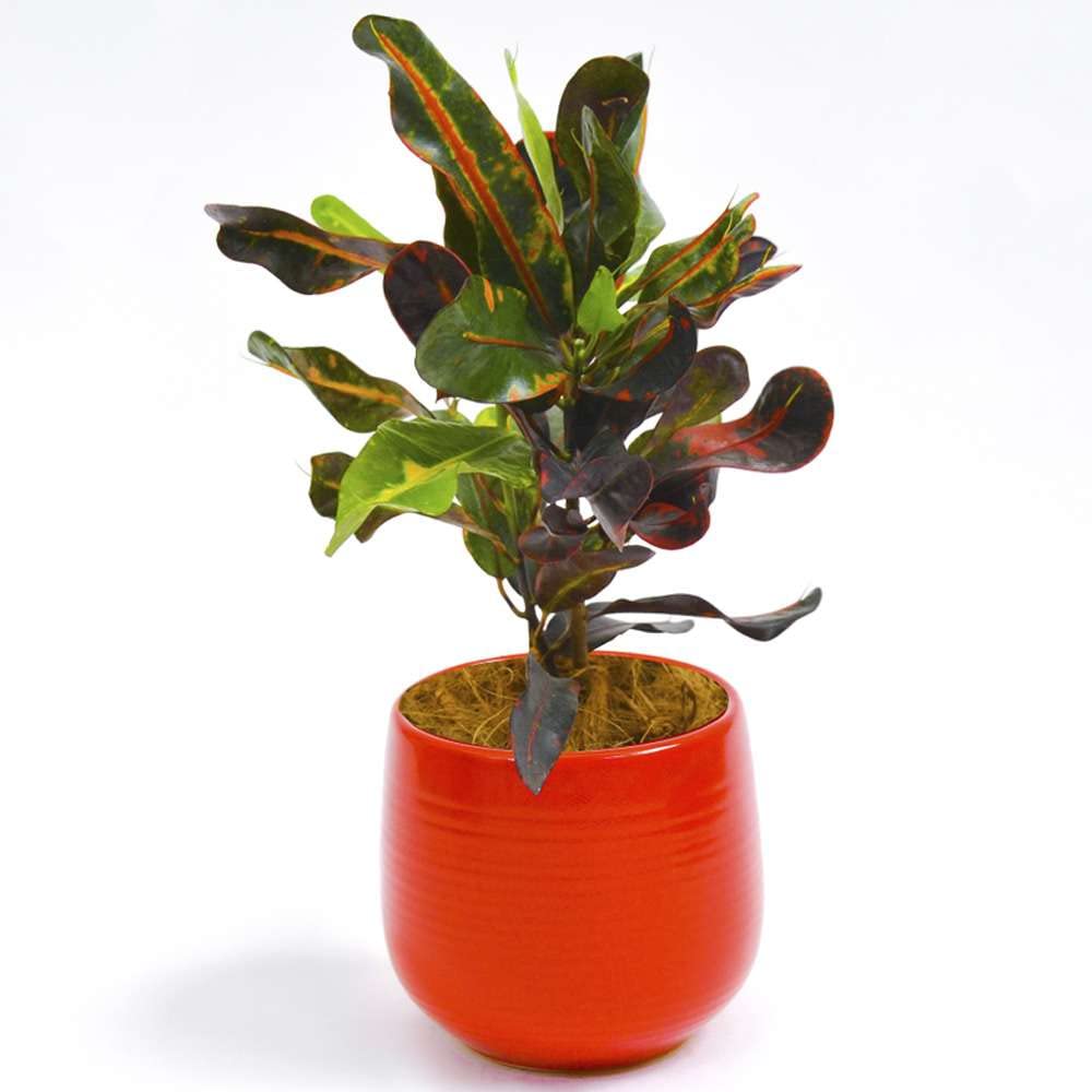 Croton Mammy Live Plant for Indoor | Different Houseplants in 4'' & 6'' Pot | Real House Plant for Living Room, Office, Desk & Bathroom | Codiaeum | Mammy