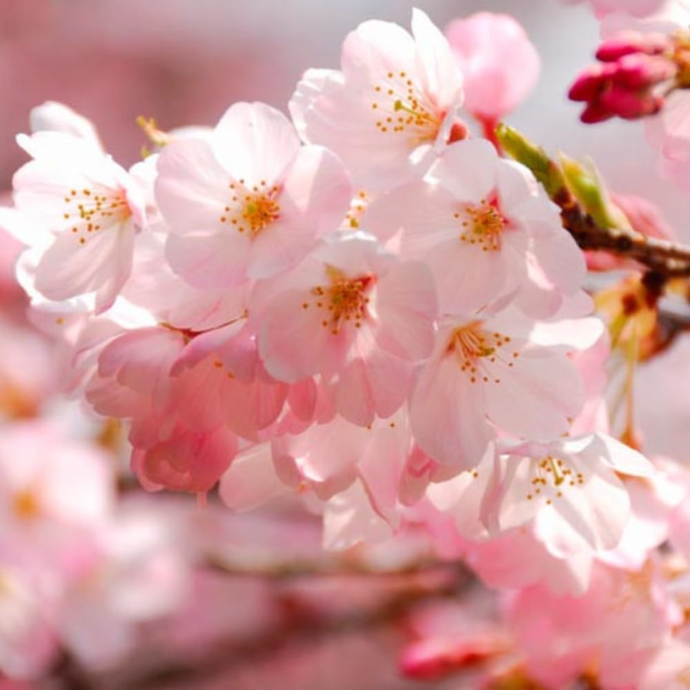 Cherry Blossom Tree, Live Ornamental Tree 6-12" Tall in Pot, Beautiful Spring Blooms for Outdoor Planting (Light Pink Cherry Blossom)