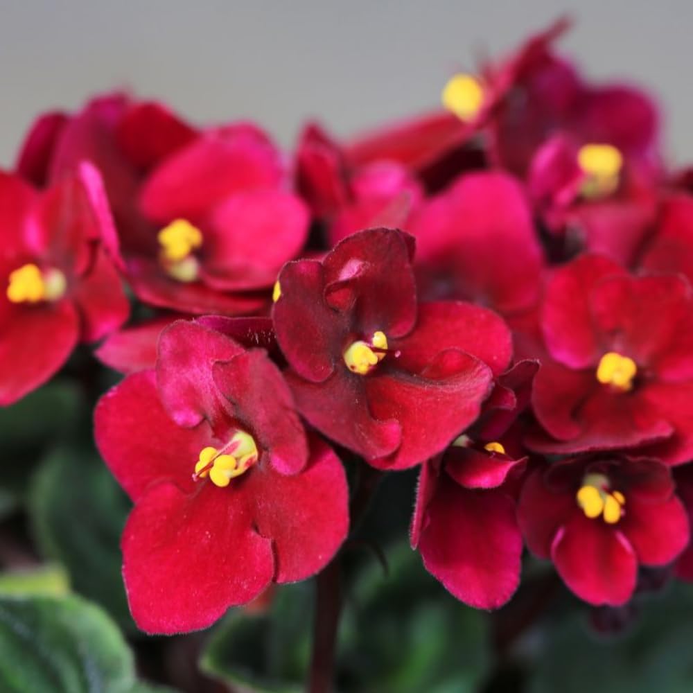 Red African Violets Live Plants House Plants in 4" Pot, Vibrant Blooms for Indoor Décor, Home or Office, Easy to Grow