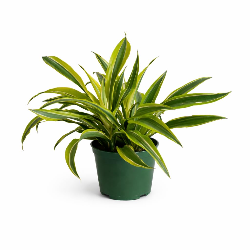 Dracaena Lemon Lime Live Plant in 6 Inch Pot, Variegated Indoor Houseplant with Bright Green and Yellow Foliage