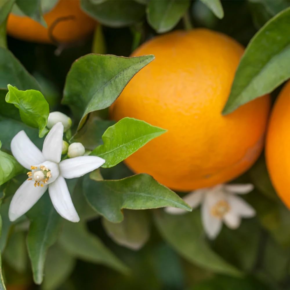 Brighter Blooms - Calamondin Orange Tree, 3-4 ft. - No Shipping to AK, AL, AZ, CA, FL, GA, HI, LA, MS, OR, TX