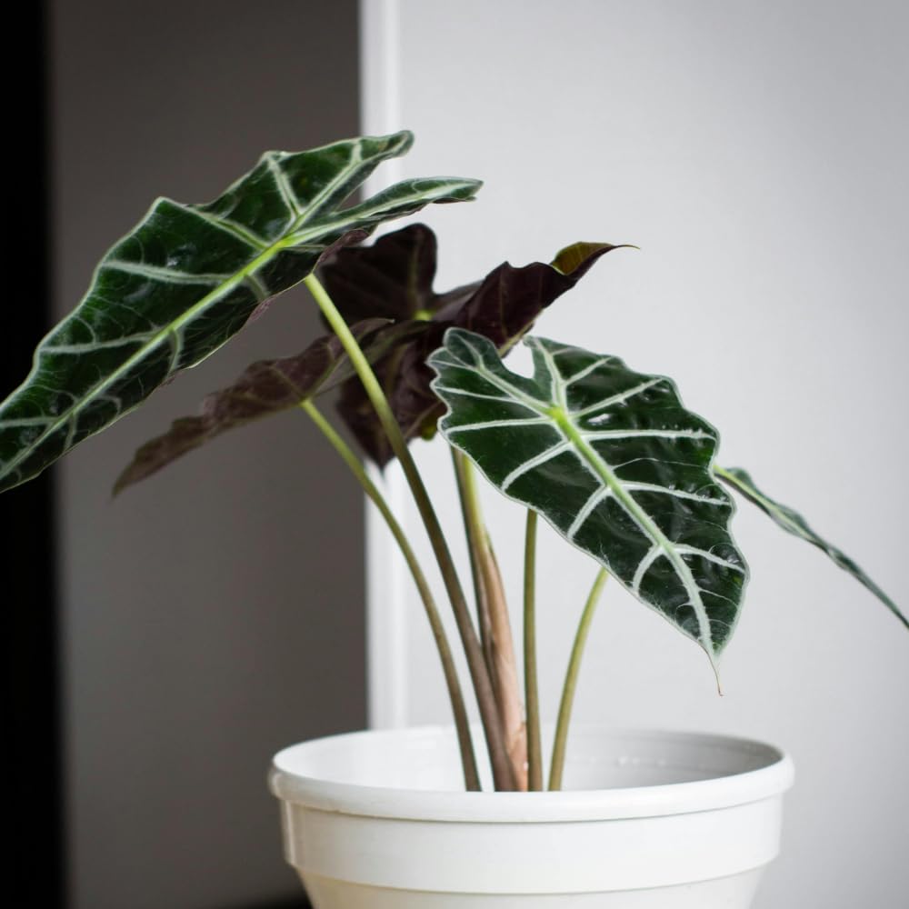 Alocasia Live Plant, Tropical Plant for Gift or Home Office Decor, Air Purifying, Rare Alocasia Plant Indoor from 2 to 4 Inches Tall (Deep Green)