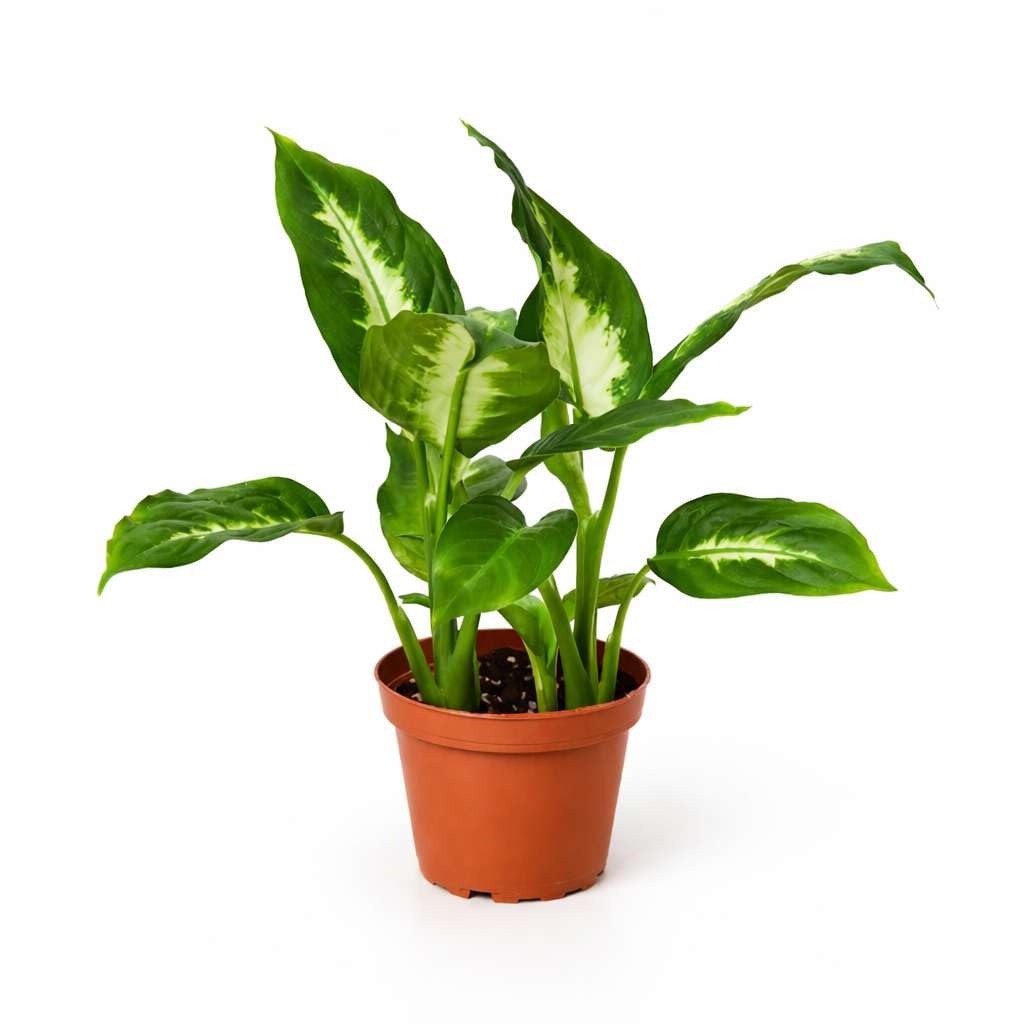 Dieffenbachia Camille Live Plant for Indoor | Different Houseplants in 4'' & 6'' Pot | Real House Plant for Living Room, Office, Desk & Bathroom | Cane | Camille