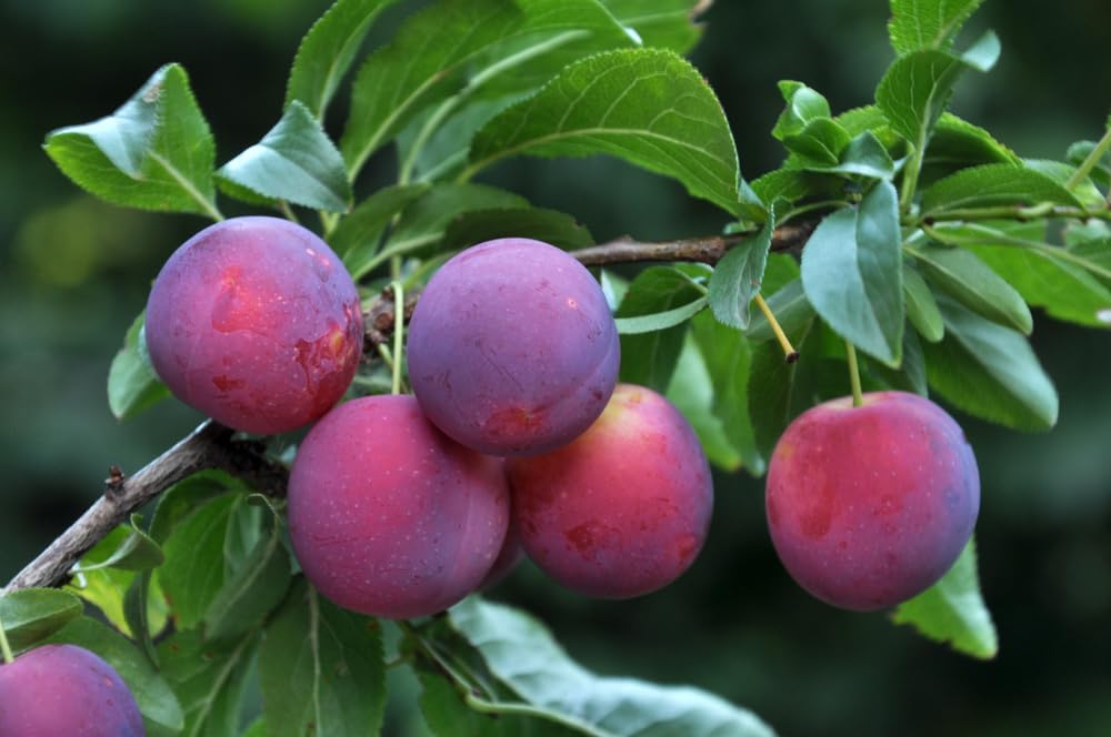 Sweet American Plum Tree Seedling for Planting – Well-Rooted 1-Year-Old Tree, Easy-to-Grow Backyard Fruit Tree for Fresh Plums, Home Orchard, and Culinary Use