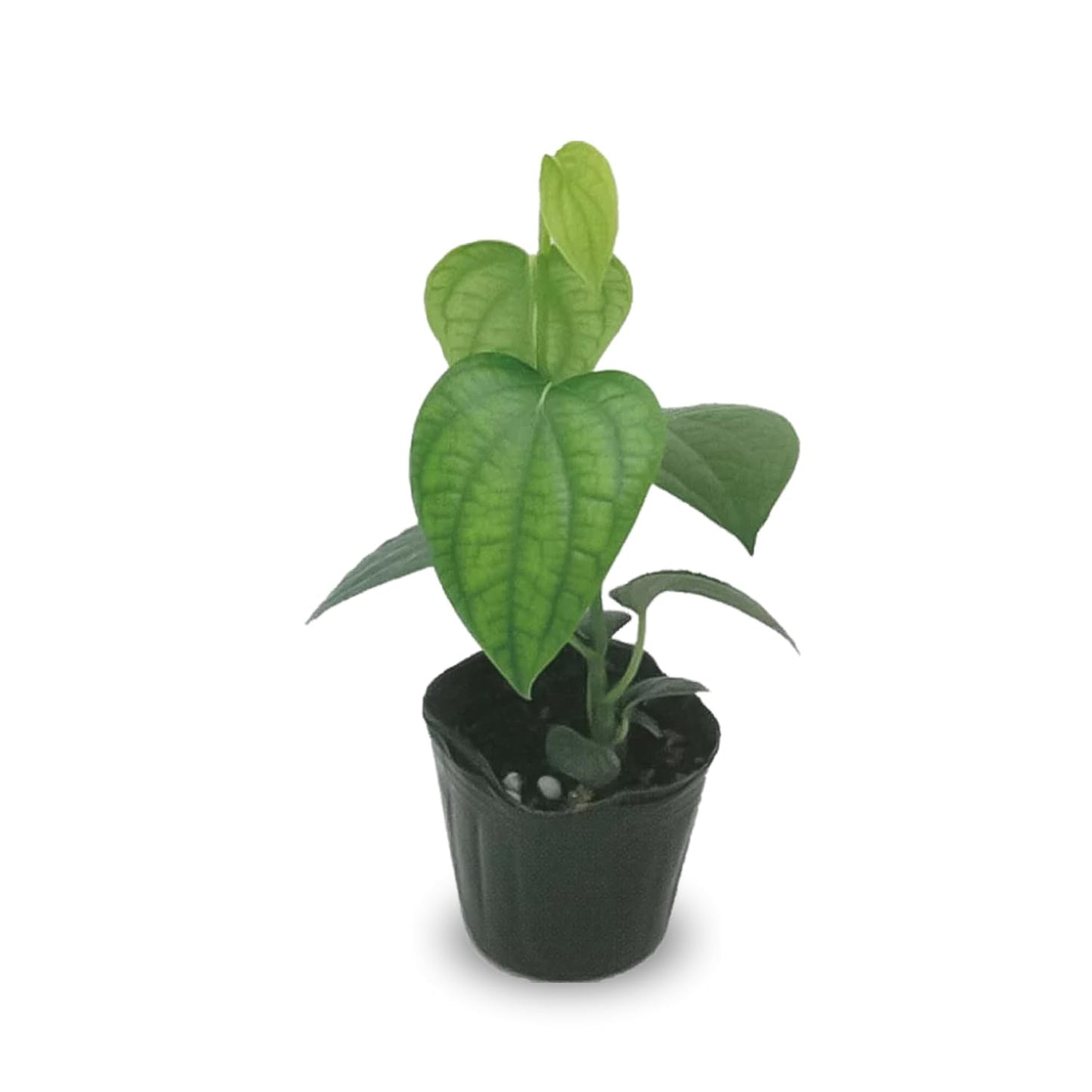 Black Pepper Plants, Piper Nigrum Plants Live, 5 to 8 Inches Tall