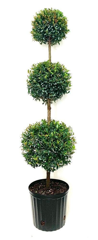 RedCrocus - RedCrocus Dwarf Brush Cherry Eugenia m. 'Globulus' 3 Ball Standard Evergreen Shrub, Perfect for Gardens & Containers, Floral Spring Blooms, Pet Warning 12" Pot