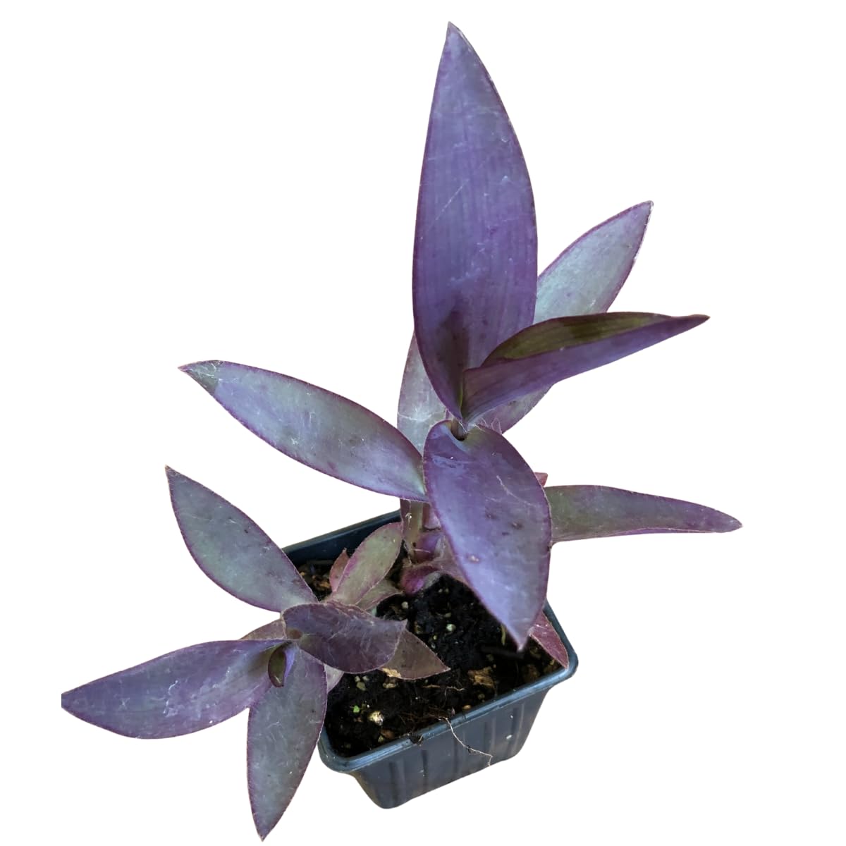 Organic Purple Heart Plant, Tradescantia pallida, Live Plant in 3-inch Pot - Purple House Plant with Magenta Flowers, Easy to Grow, Drought-Resistant by Smoke Camp Crafts