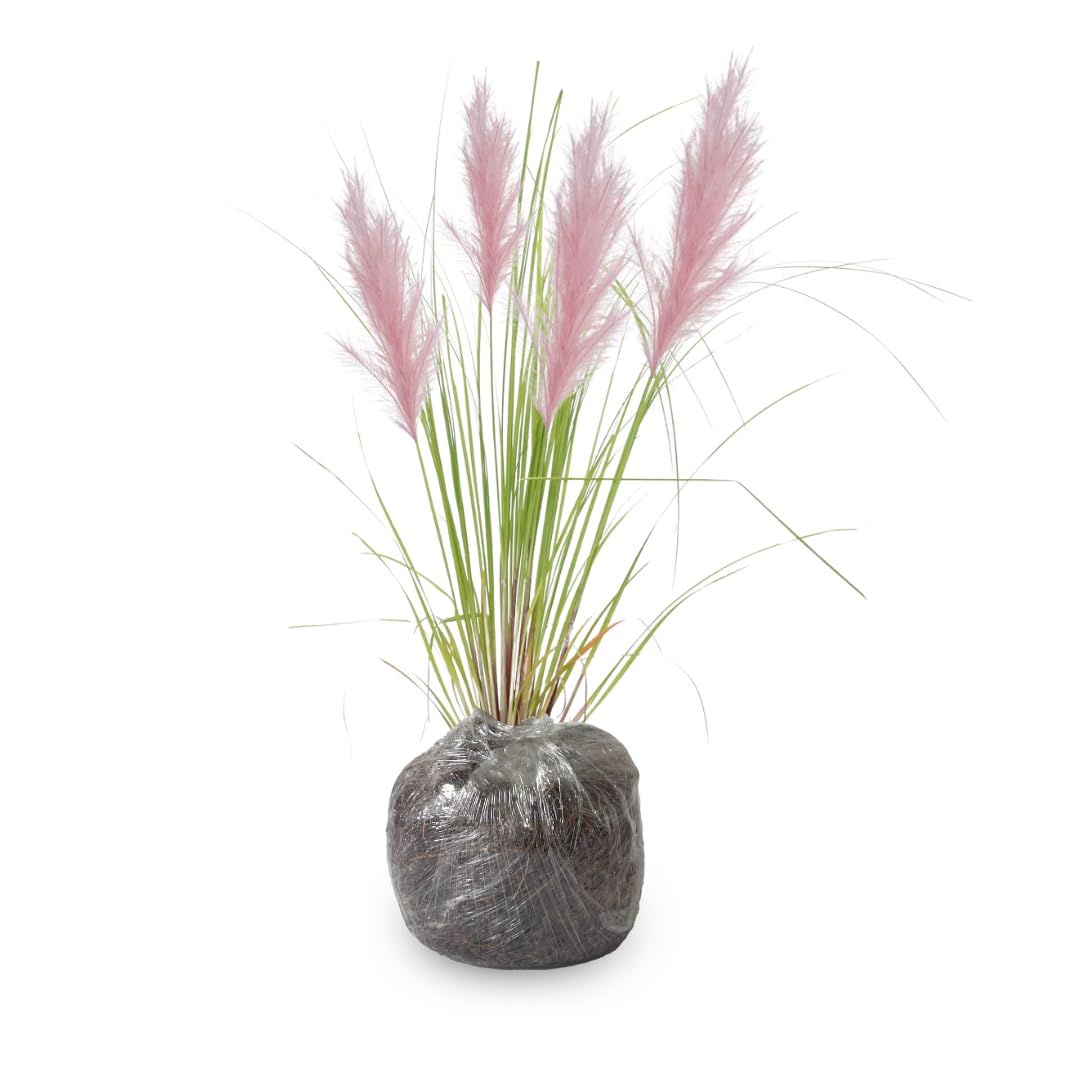2 Grass Ornamental Grasses Seedlings, Live Grass Perennial Hardy Ornamental Plants, Outdoor Planting, 5-9" Tall (Pink Pampas)