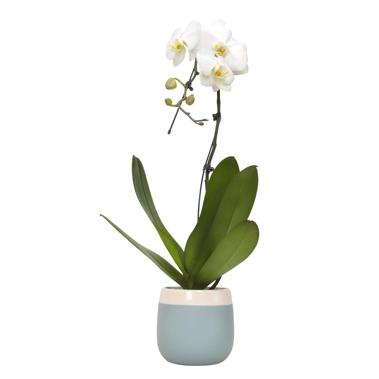 Large White Live Orchids Blooming in 5" Blue & White Orchid Pot, Pet Friendly Live Plant Gifts for Plant Lovers, Approx. 22"+ Tall, Real Houseplants, Phalaenopsis Moth Flowers by Plants for Pets