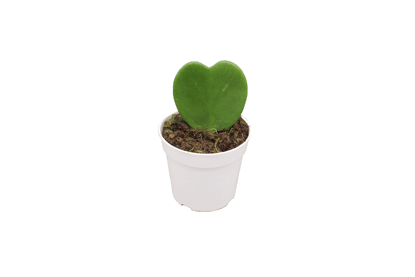 Hoya Plant, Live Indoor Plant 4 inch Grower's Pot (Kerrii Single Heart)