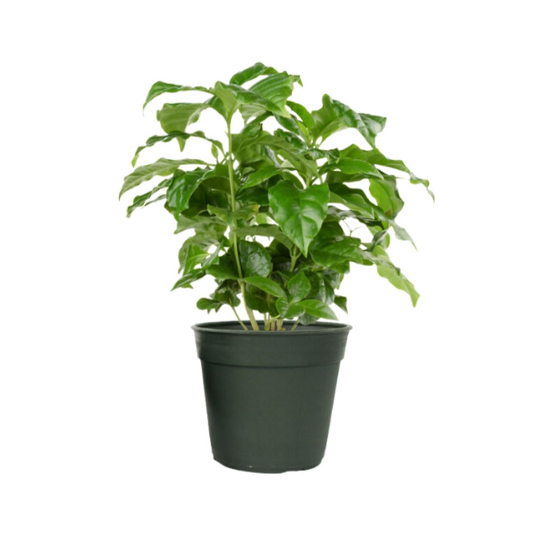 American Plant Exchange Arabica Coffee Live Plant, 4-Inch Pot, Fruiting Indoor Houseplant, Easy Care, Shiney Green Foliage