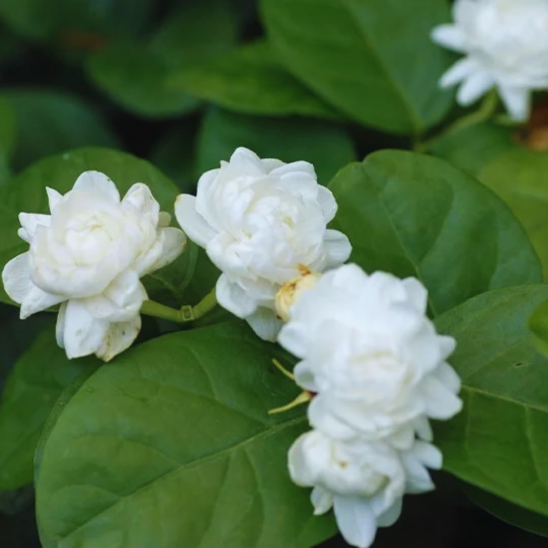3 Jasmine Plants Indoor Live, Live Blooming Jasmine Plant, 4 to 6 Inc Tall, Maid of Orleans Jasmine Plants Live, Jasmine Plant for Garden, Jasmine Live Plant