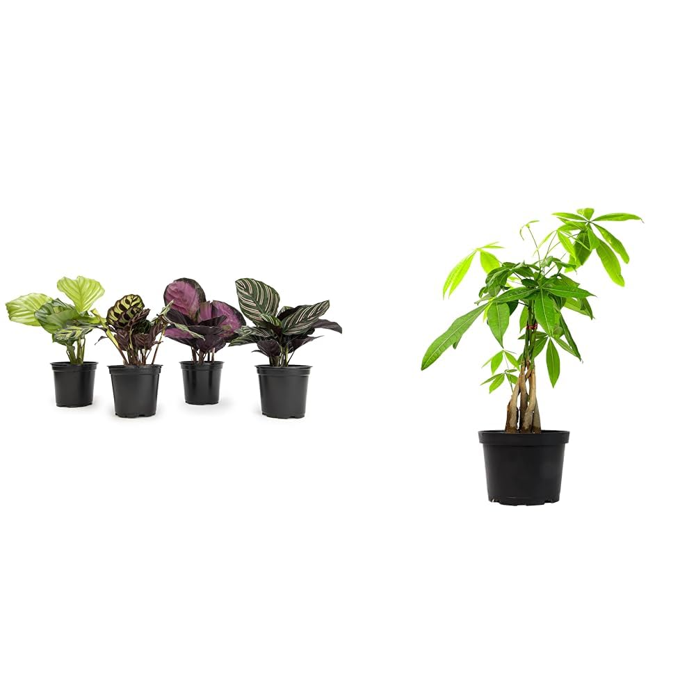 Calathea Prayer Plants Live House Plants Kit (4 PK), Calathea Plant Live Indoor Plant & Money Tree Plant Indoor House Plants, Chinese Money Plant Decor, Bonsai Tree Feng Shui Décor