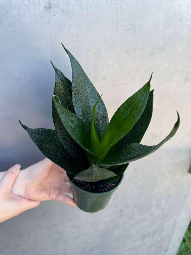 PLANTVERS Sansevieria Emerald Star in 4" Grow Pot – Live Snake Plant – Easy Care Succulent – Air Purifying Indoor Plant – Low Maintenance Houseplant