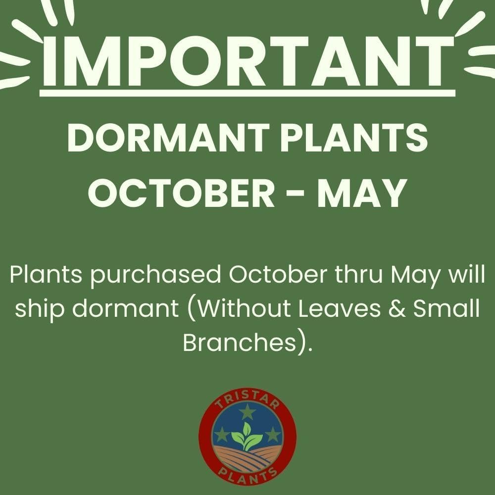 Generic Two Seedling of White Oak Trees - Quercus robur - 10"" to 14"" Tall (See State Restrictions), green
