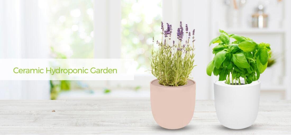 Environet Hydroponic Herb Growing Pink Ceramic Kit, Self-Watering Kitchen Garden Starter Kit with Organic Seeds (Lavender)