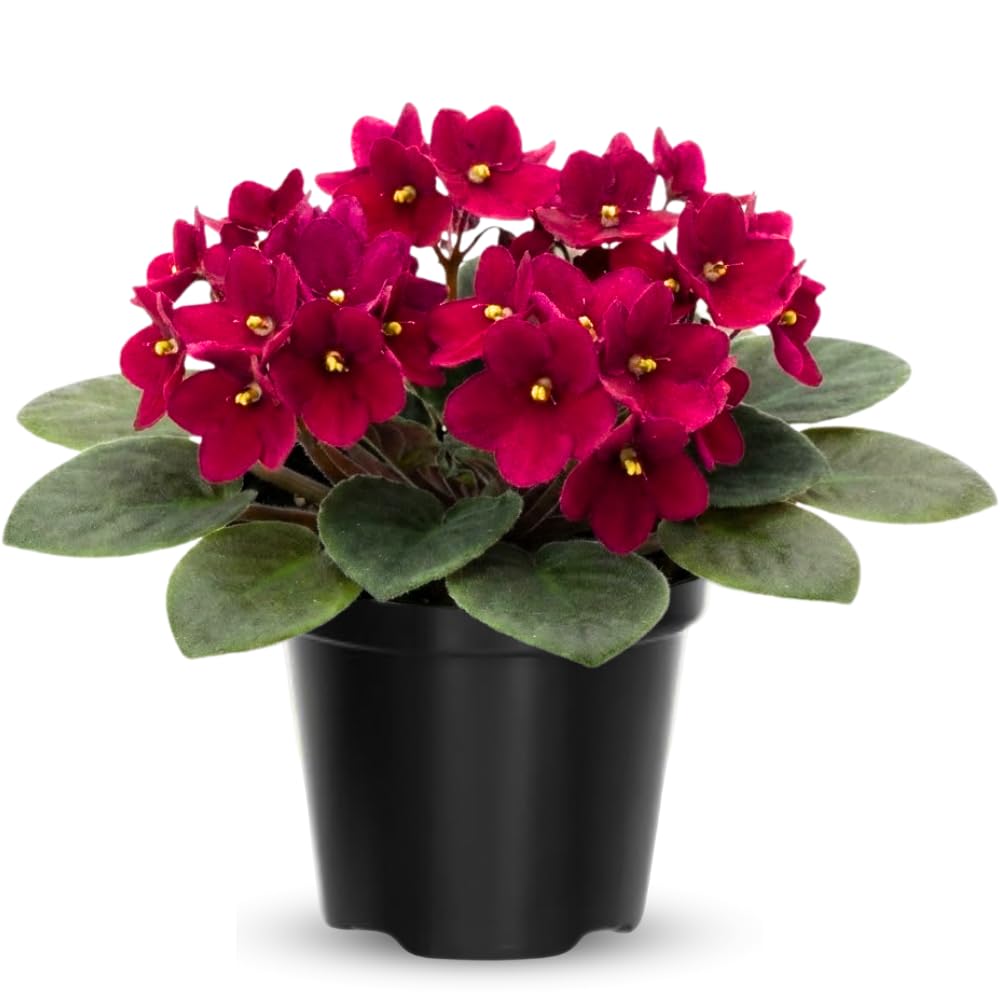 Red African Violets Live Plants House Plants in 4" Pot, Vibrant Blooms for Indoor Décor, Home or Office, Easy to Grow