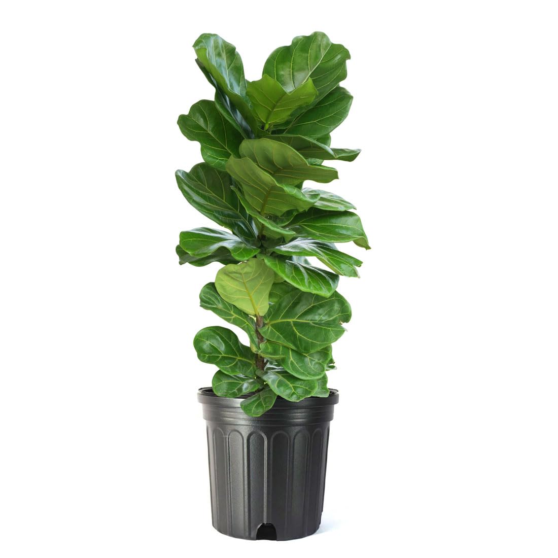 American Plant Exchange Live Fiddle Leaf Fig – 10-Inch Pot –Bold Leafy Indoor Plant for Bright Spaces