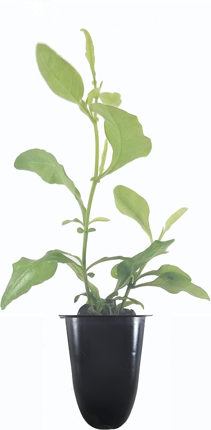 Plumbago Imperial Blue Plants | 3 Live Seedlings | Plumbago Auriculata | Perfect for Bright Garden Displays | Hardy & Low Maintenance