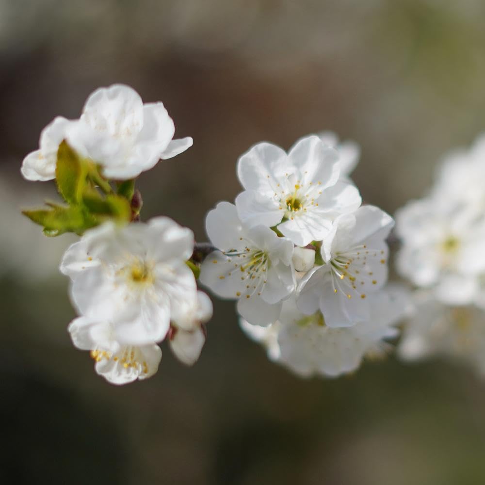Brighter Blooms - Lapins Cherry Tree, 4-5 ft. - No Shipping to AK, AZ, CA, CO, HI, ID, OR, WA
