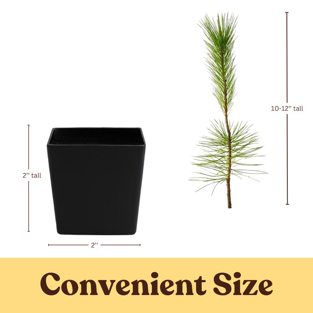 My Shelfie - Japanese Black Pine Bonsai Tree, Tall Bonsai Tree Live, Live Plants for Outdoor or Indoor Garden, 2-Inch Pot