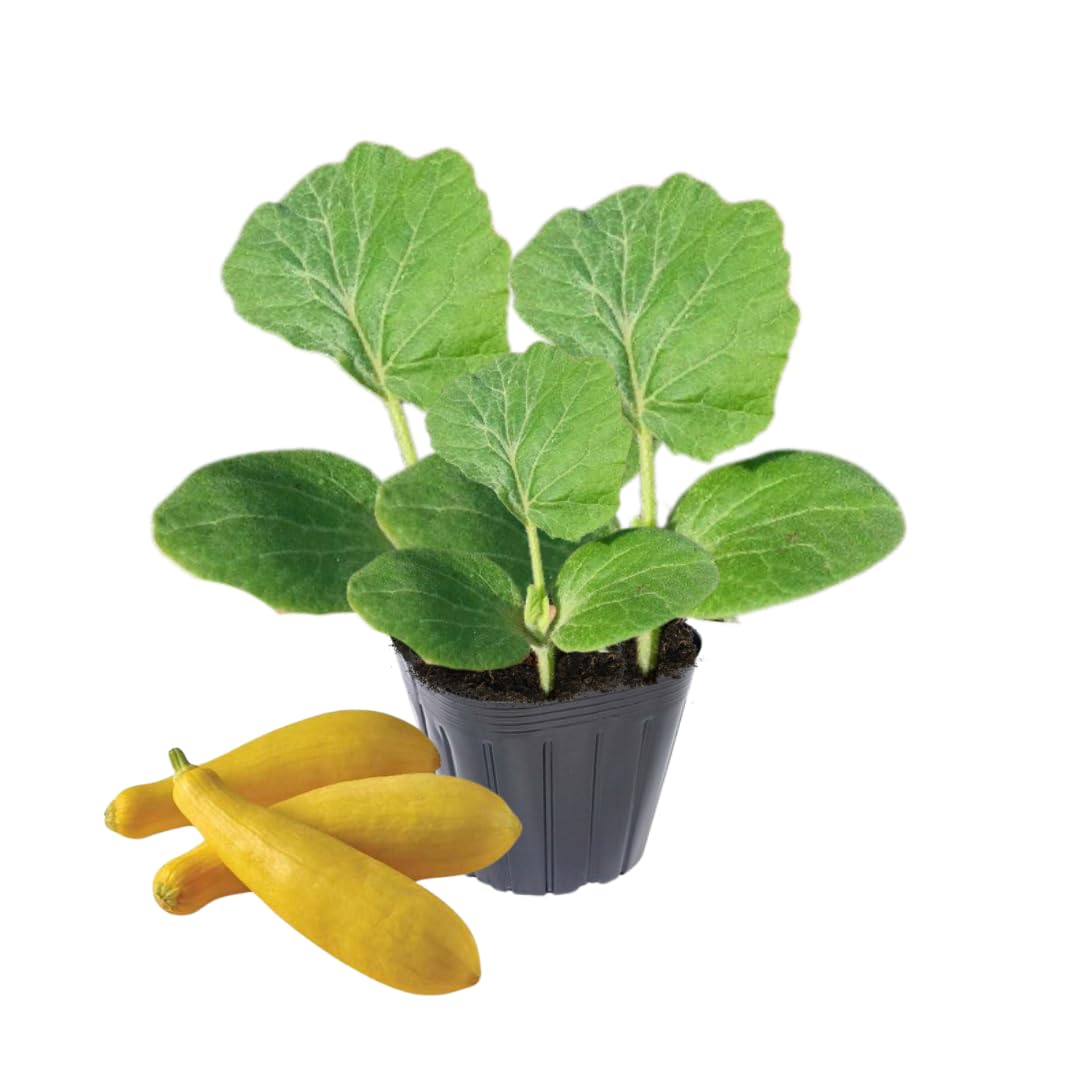 2 Yellow Zucchini Plants Seedlings, 4 to 6 Inches Tall, Squash Live Plant Vegetable Plants for Growing Outside