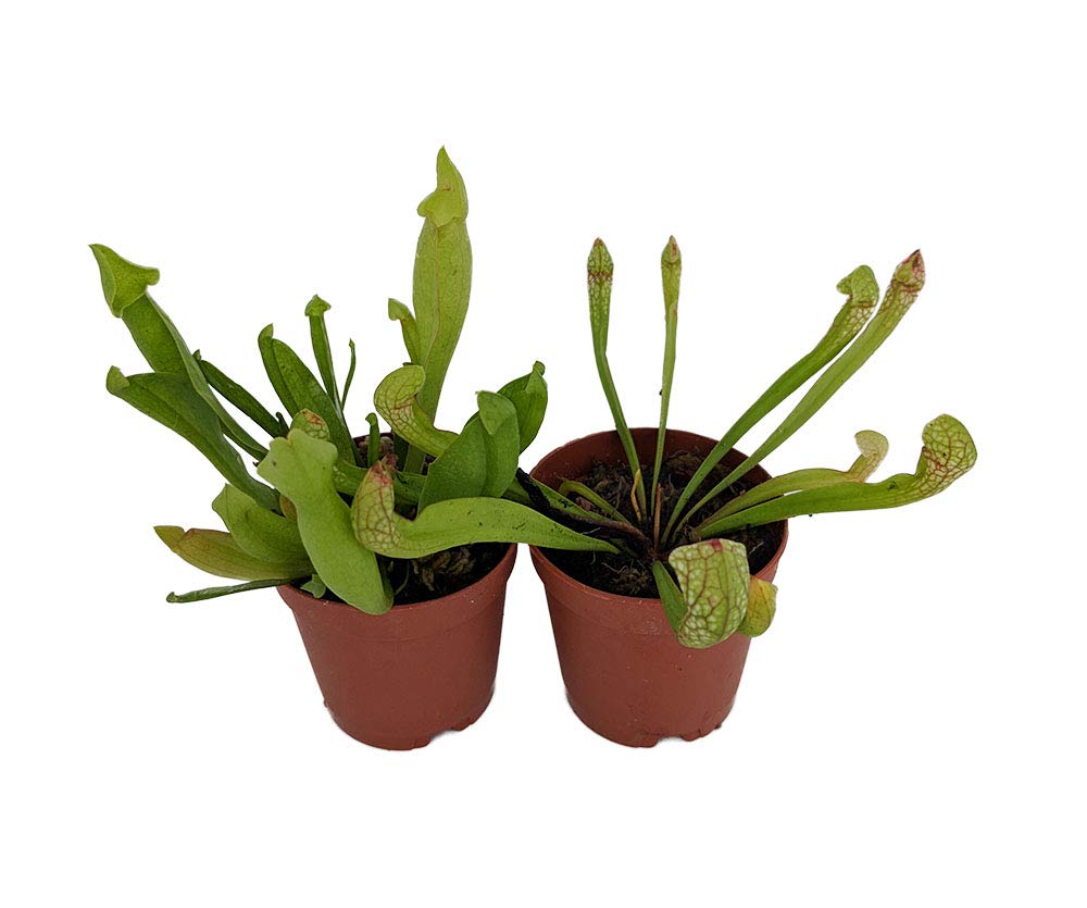 Assorted Carnivorous Pitcher Plants - Sarracenia - 2" Pots 2 Pack