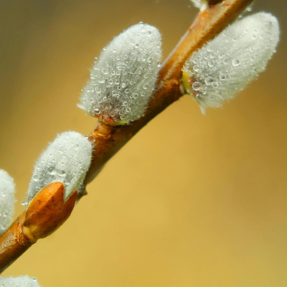 Live Pussy Willow Plant, 1 Year Old Pussy Willow in Gallon Pot, Hardy Ornamental Shrub, Winter Dormant
