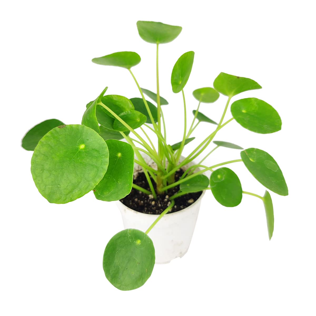 Pilea Peperomioides (4" Grower Pot) - Air-Purifying Bright Light Houseplant - Easy to Care Houseplant Decoration for Office and Apartment
