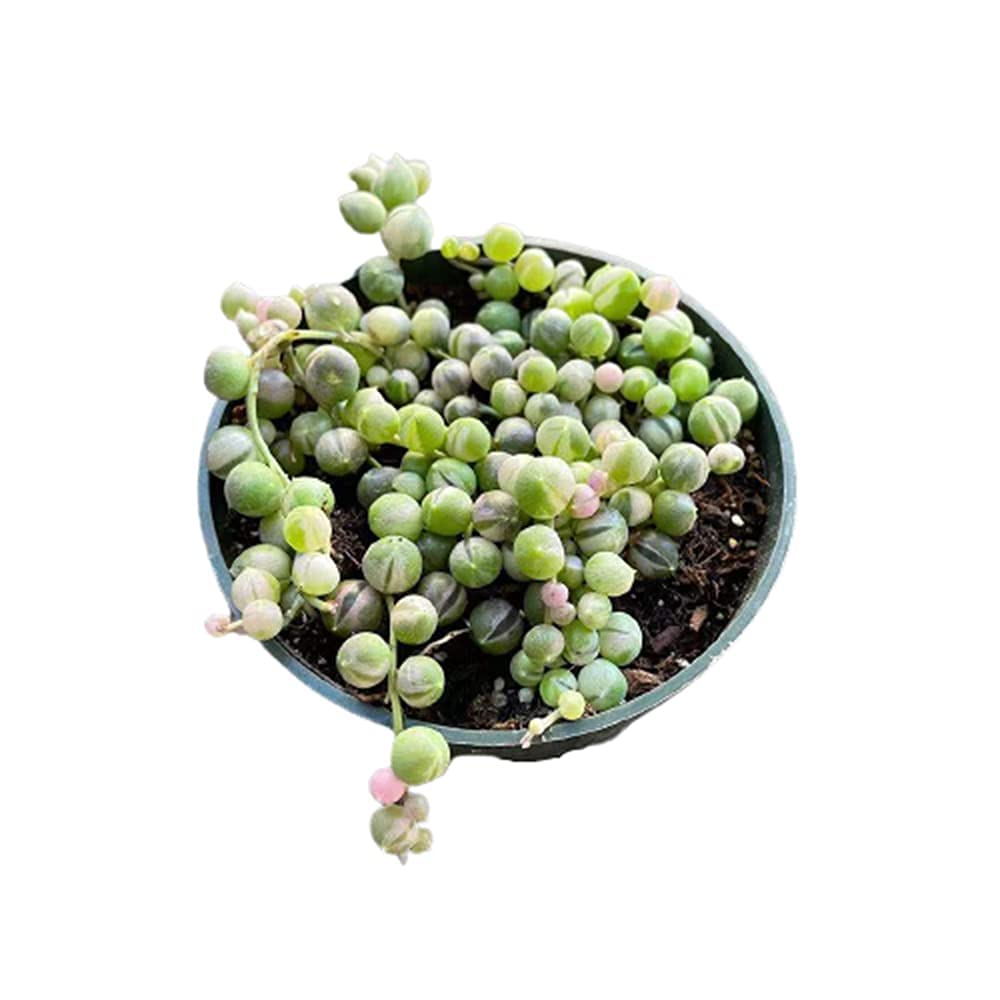 Live Succulent Plants String of Pearls Variegated(4" Pot)