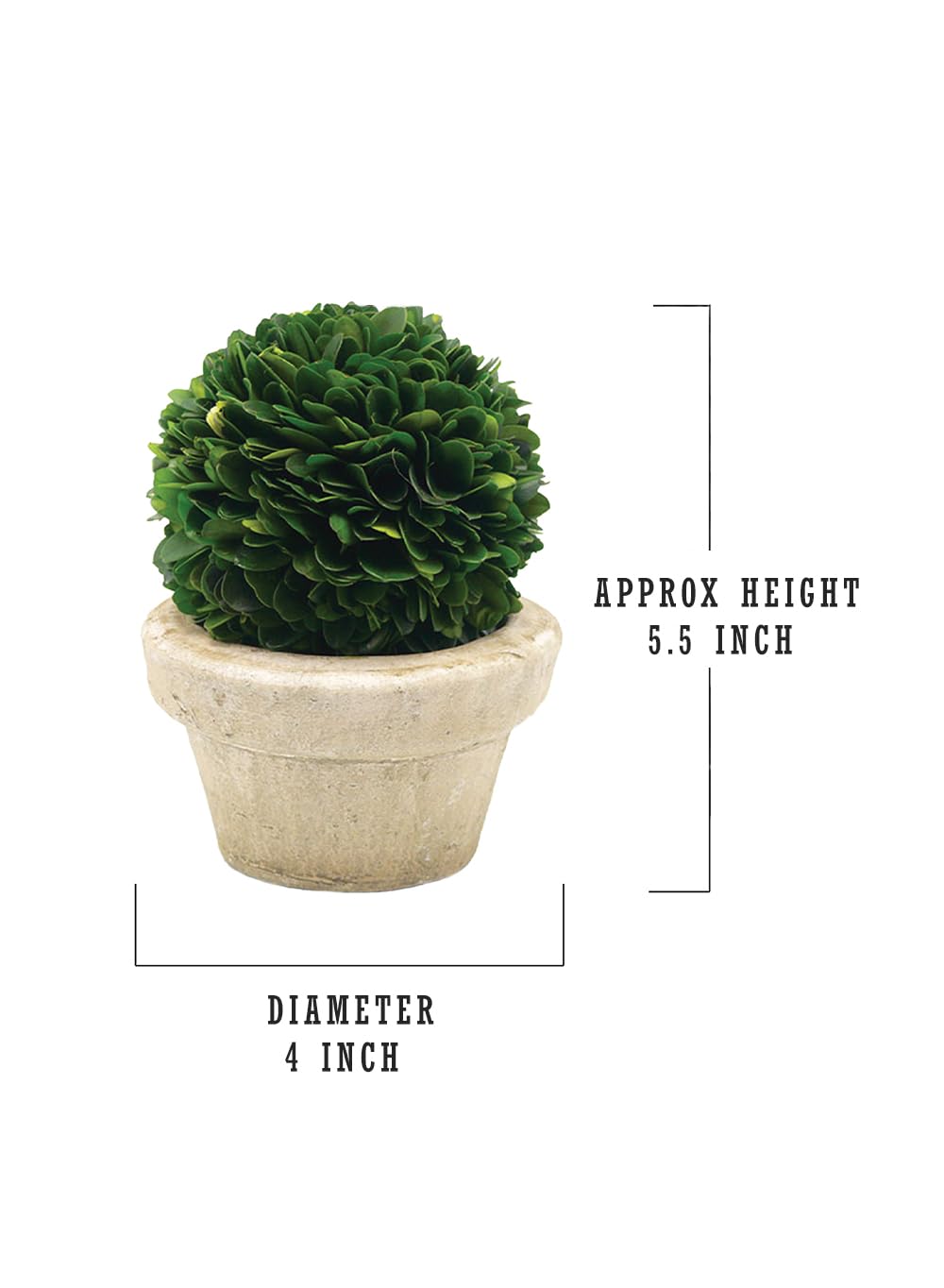 Serene Spaces Living Preserved Boxwood Ball with Small Pot – Boxwood in Planters, Preserved Plant for Boxwood Table Decor, Centerpiece, Measures 5.5" Tall & 4" Diameter, Single