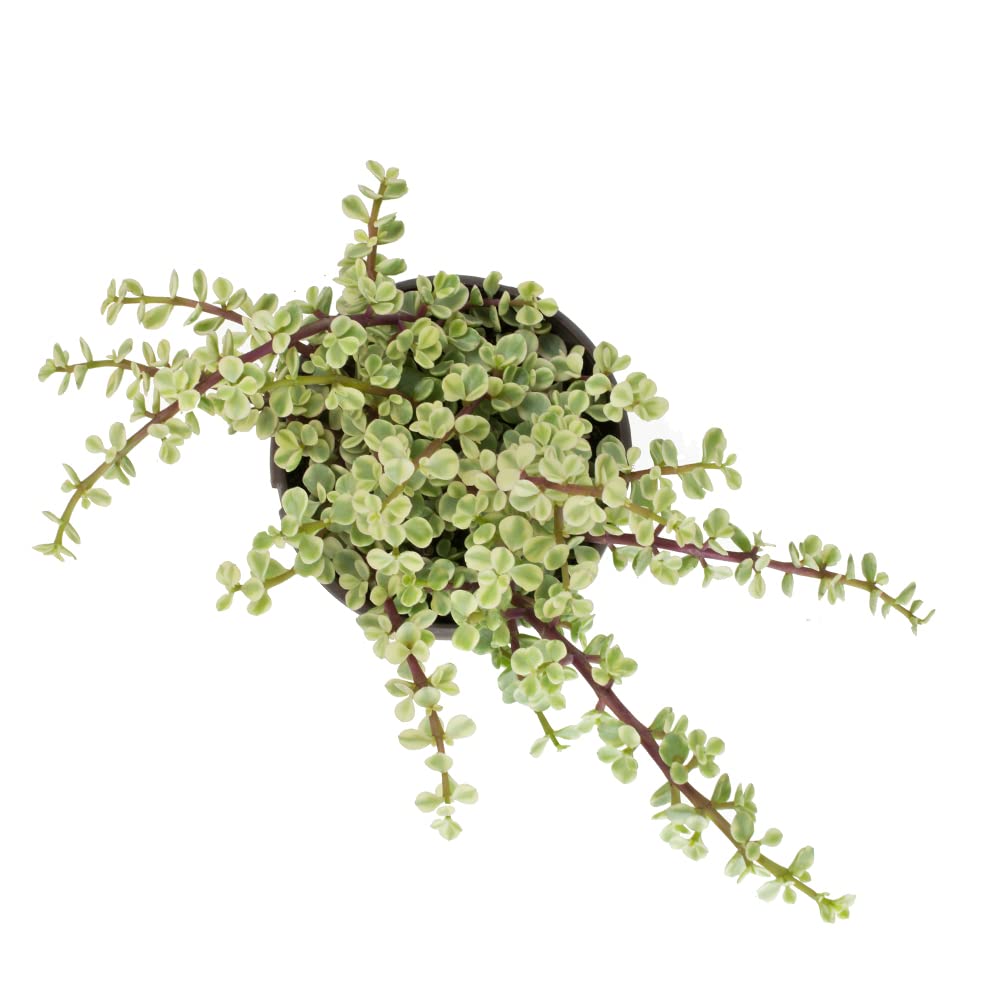 Variegated Portulacaria Afra Live Plants Indoor Plants, Succulents Plants Live Hanging Plants, Hanging Planter Basket Succulent Gift, Live Succulents Plants Live Houseplants by Plants for Pets
