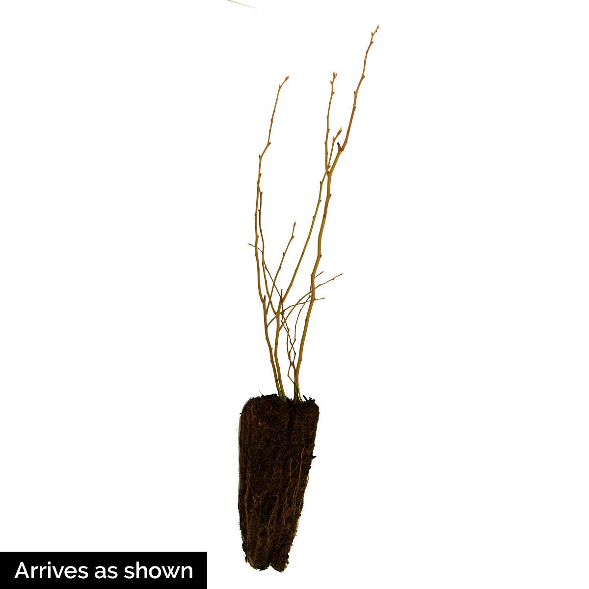 Direct Gardening Huckleberry Bush Dormant Bare Root Fruit Bearing Starter Plant