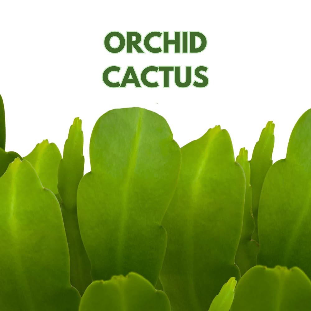 BubbleBlooms Epiphyllum Orchid Cactus in a 4 inch Pot Disocactus ackermannii,