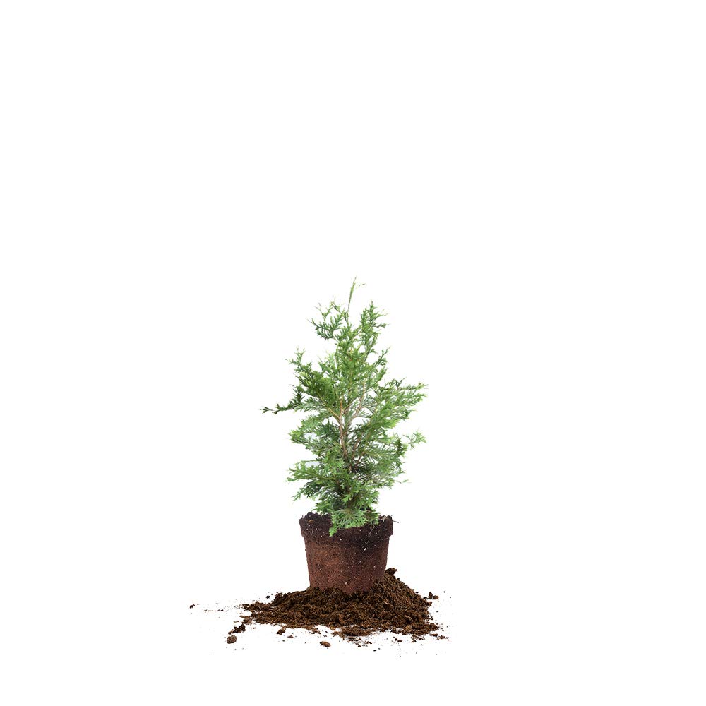 Perfect Plants Thuja Green Giant 2-3'