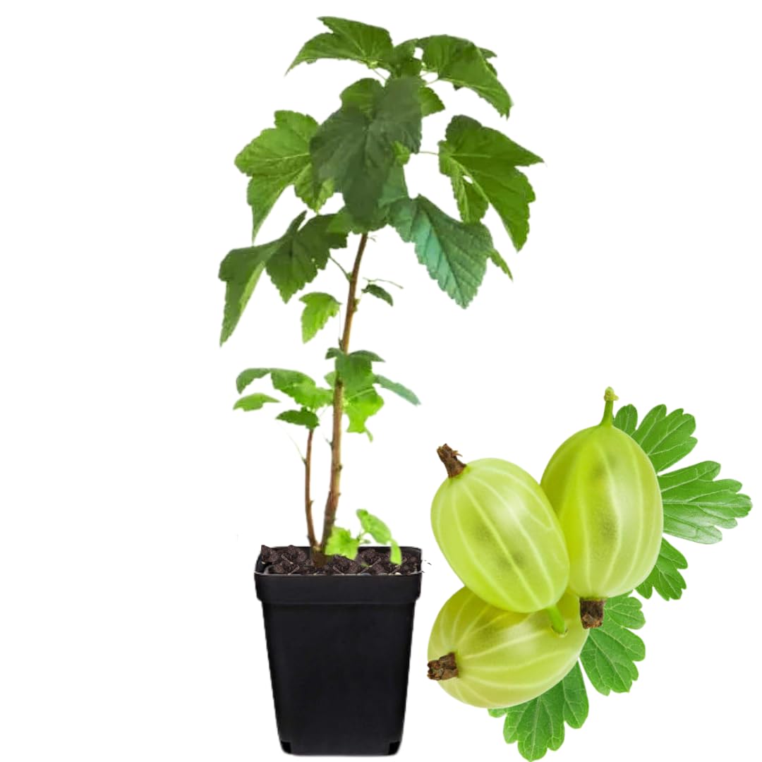 Sweet Gooseberry Bush Live Plant Well Rooted, Edible Gooseberry Plant Live for Planting Home Garden