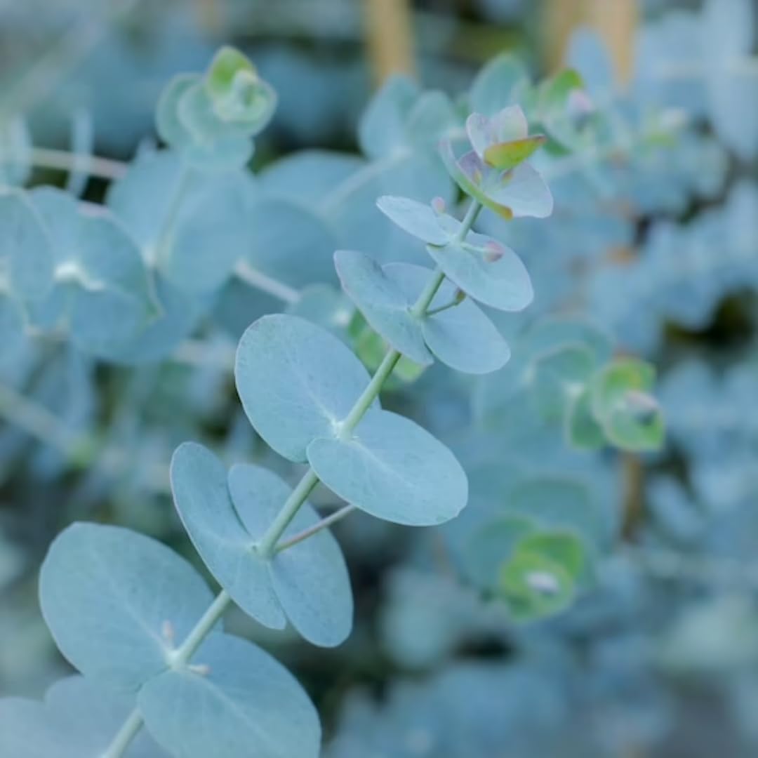 Live Eucalyptus Eucalyptus Plant Tree, Indoor Outdoor Fragrant Baby Blue Eucalyptus 5-9 Inc Tall, No Pot