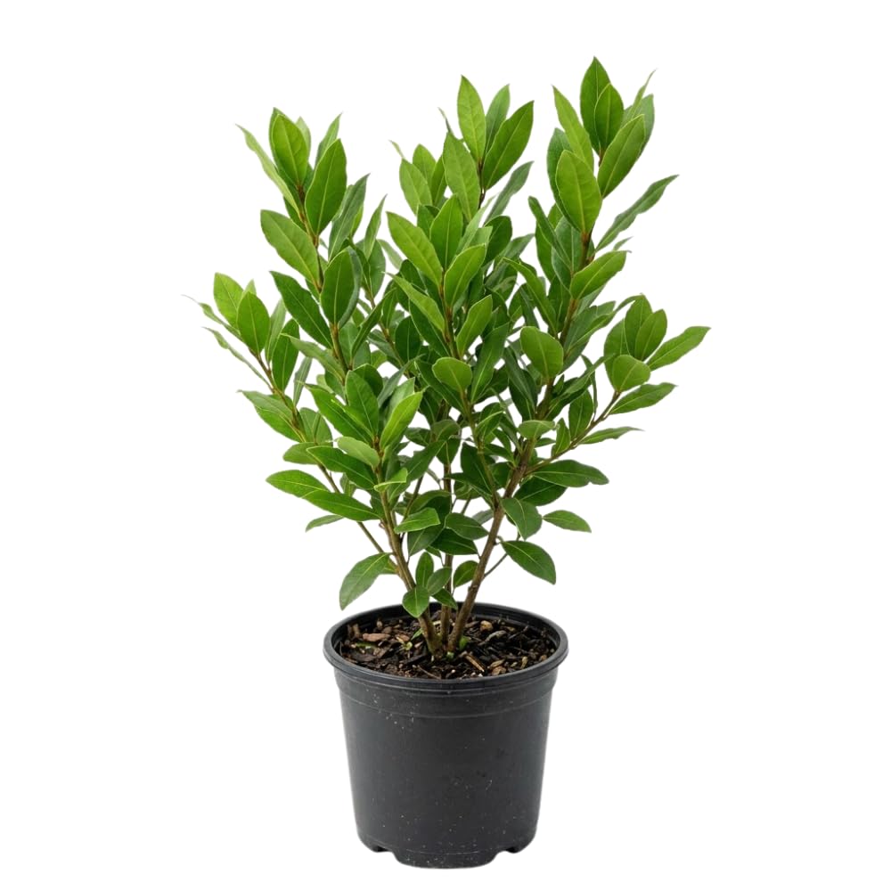 Bay Leaf Tree Live Plant, Bay Leaf Plant Live, 3-5 Inches Tall, Culinary Herb Plant, Indoor Outdoor Herb Garden Starter