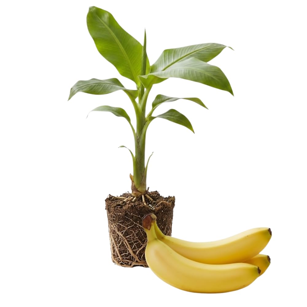 Banana Tree Live Plant, Banana Plant Live, Cold Hardy, Well-Rooted, Sweet Fruit, 4-6 Inches Tall for Outdoor Planting (Grand Nain Banana)