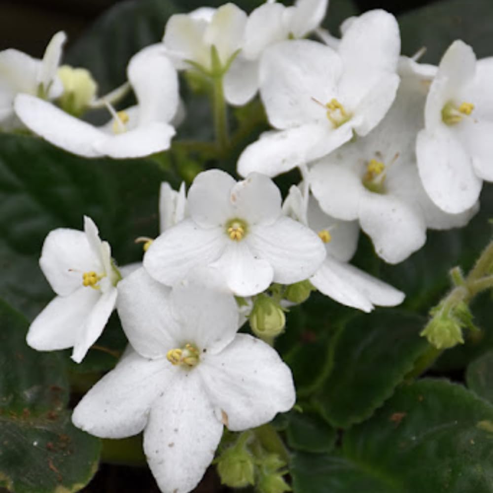 African Violet Live Plant in 4" Pot, White African Violets Plants Houseplant Well-Rooted, Indoor Outdoor Blooming, Holiday Flower Bush