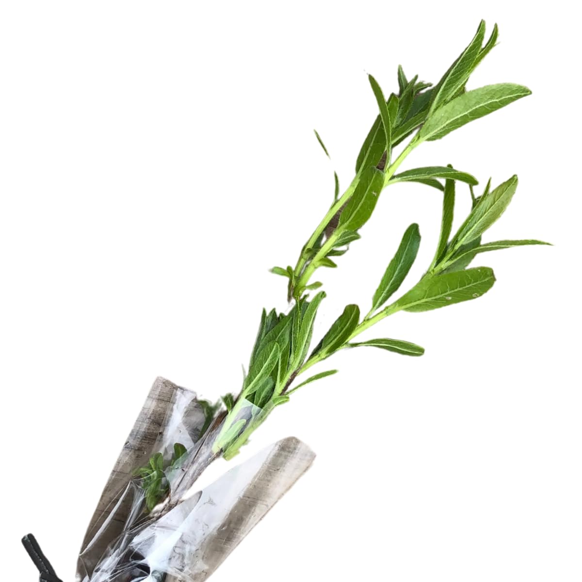 Smoke Camp Crafts Organic Pussy Willow Plant, 2.5-inch Pot, Easter Tree Shrub