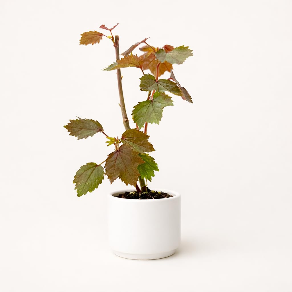 PLANT NOOK Cranberry Hibiscus (Hibiscus acetosella) Live Plant Starter | Deep Burgundy Red Foliage, Edible Tart Leaves | Container Friendly, Full Sun to Partial Shade | Pollinator Garden Plant