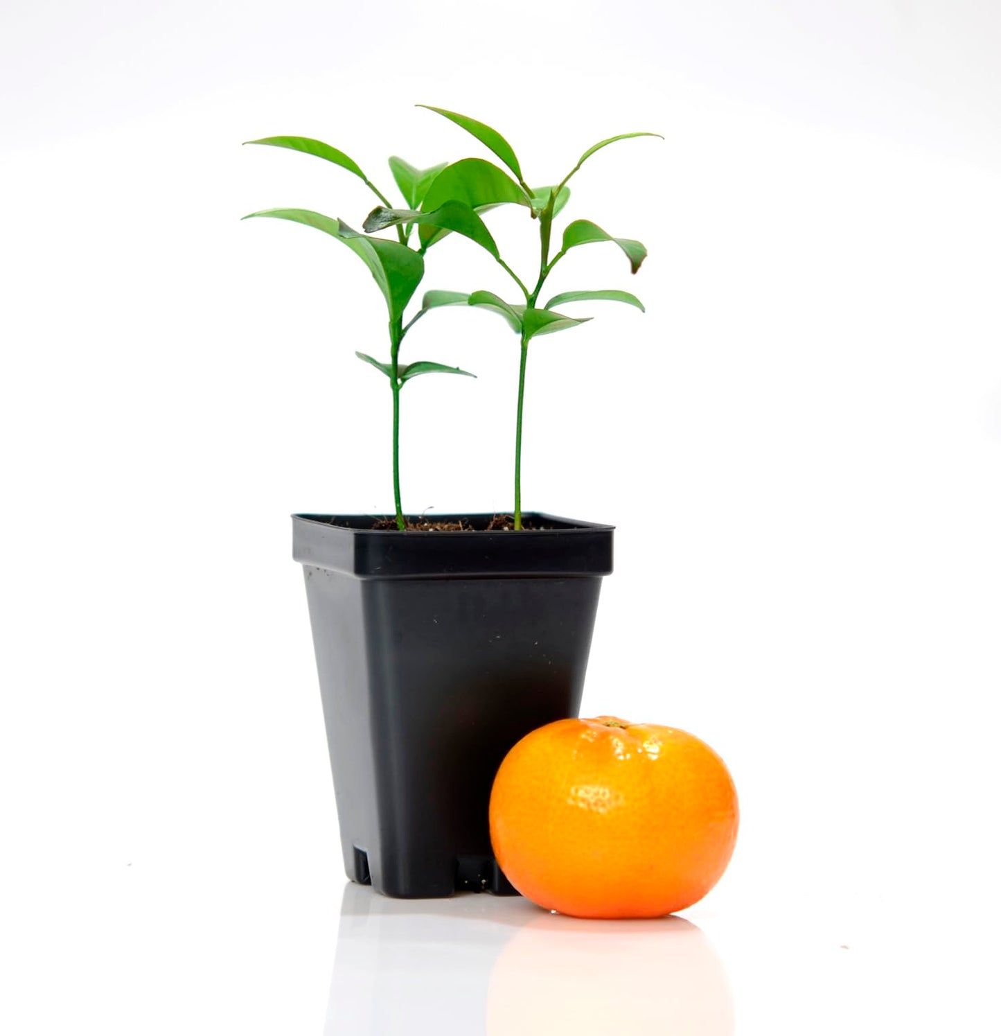 Gerald Winters and Son Satsuma Mandarin Tree - Pot of 2 Starter Plants. Citrus unshiu. 3'' - 5'', Orange