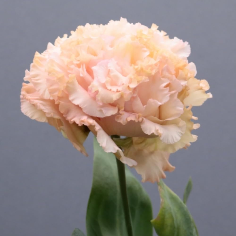 Combo 3 Eustoma Lisianthus Live Plants, Well-Rooted Starter Plug Size, Thornless Love Rose Plant Zones 8 to 10, Cold Hardy, 3 to 4 Inches in Tall, No Pot, Apricot