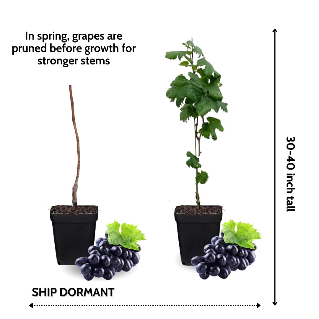 Grape Vine Plant Live for Planting Outdoors, Grape Plant Live Grape Tree to Grow 1-2 Years Old Well-Rooted, Black Grape Fruit Tree Live Plant (Venus Grape)