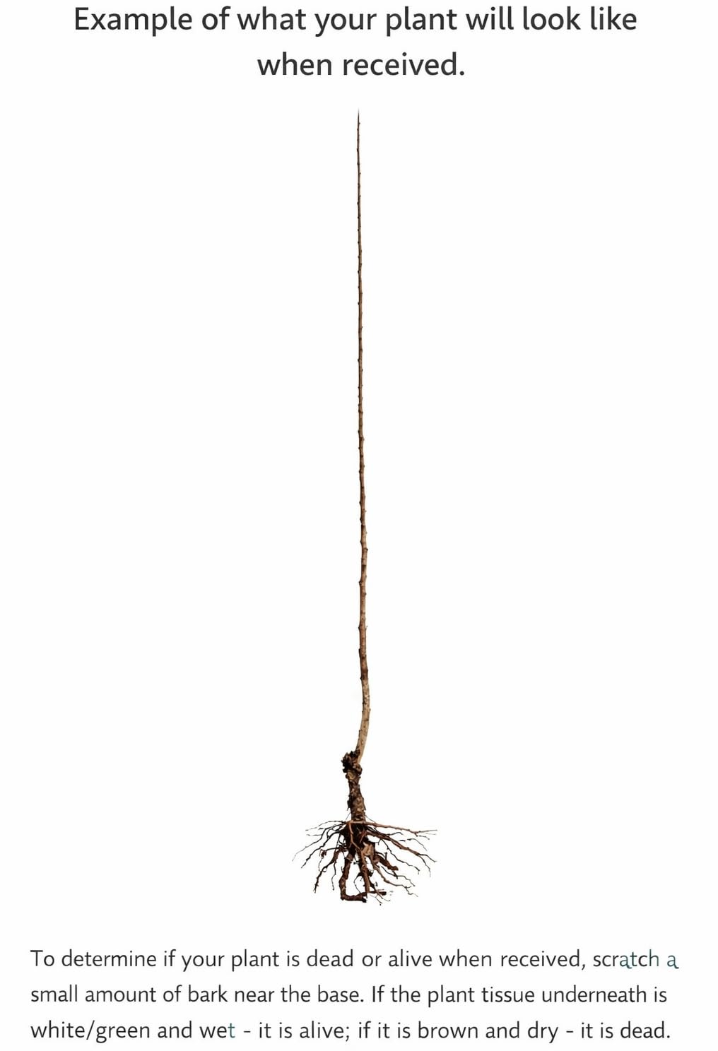 American Hazelnut Tree - 24-36" Tall Live Plant - 2-3 Foot Tall Nut Tree Seedling - Corylus Americana